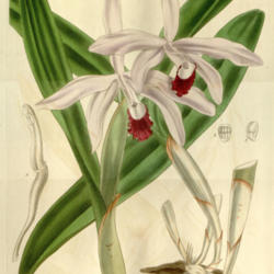 Location: syn. Cattleya intermedia var. angustifolia
Date: 2009-12-10
Curtis's Bot. Magazine (1840)