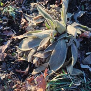 Verbascum Silver Lining overwintering first-year rosette