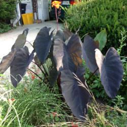 Location: Front Garden, Maryland Zone 7a
Date: 9/12/2014
Elephant Ear Black Runner--oh, yes!