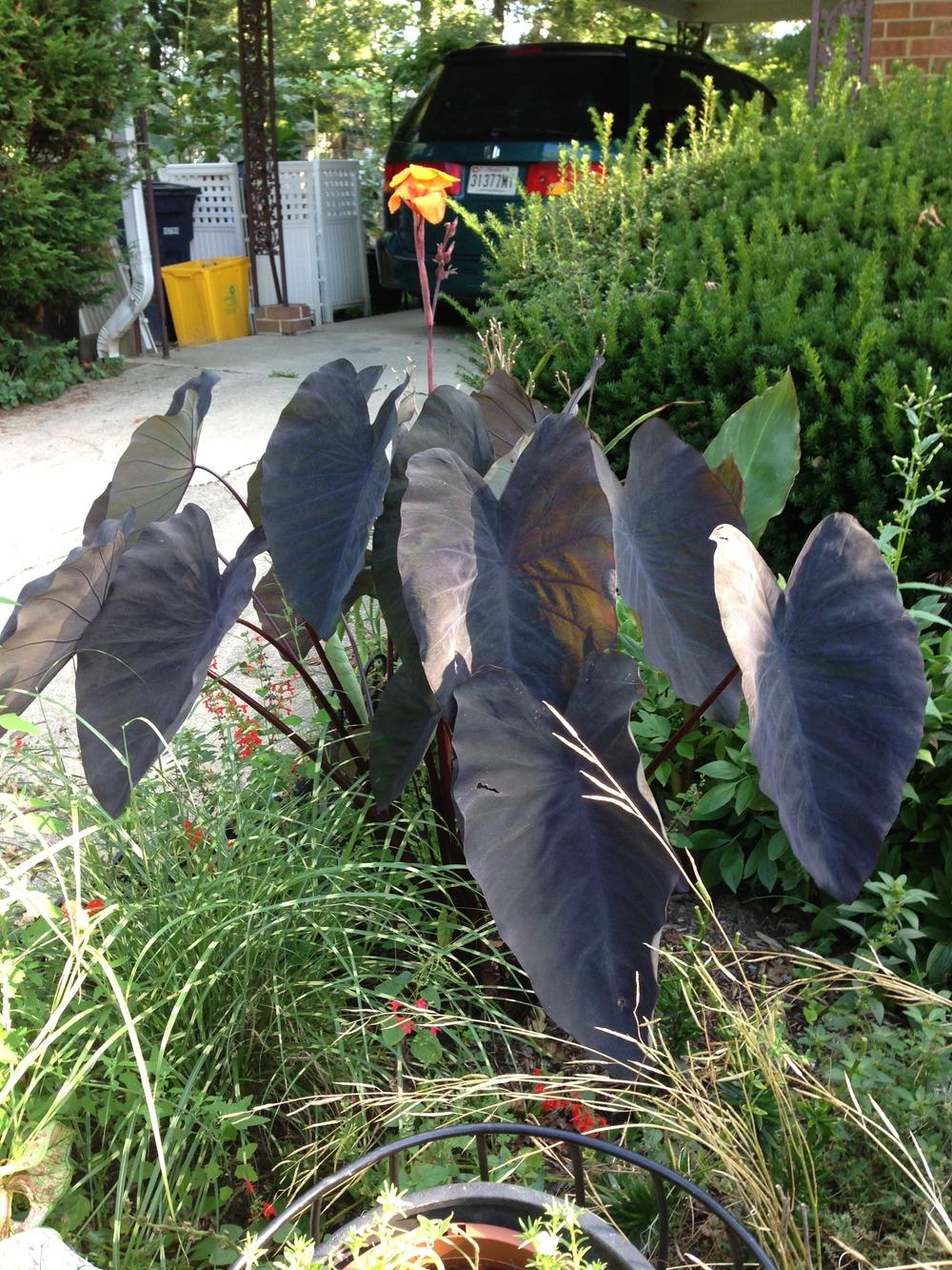 Photo of Elephant Ear (Colocasia esculenta 'Black Runner') uploaded by lovesblooms