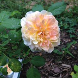 Location: Front Garden, Maryland Zone 7a
Date: 7/15/2014
Rose South Africa bloom, pink-tinged