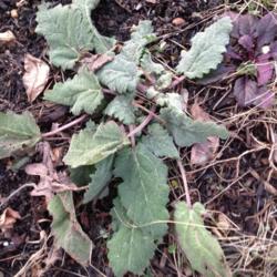 Location: Front Garden, Maryland Zone 7a
Date: 2015-02-03
Salvia sclarea Piemont overwintering first-year rosette