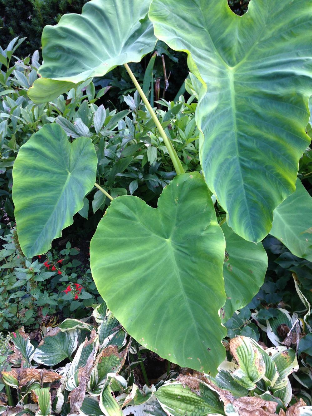 Photo of Taro (Colocasia esculenta 'Jack's Giant') uploaded by lovesblooms