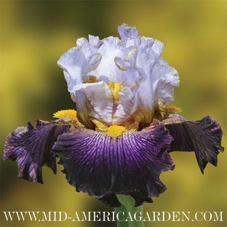 Photo of Tall Bearded Iris (Iris 'Opening Number') uploaded by Calif_Sue