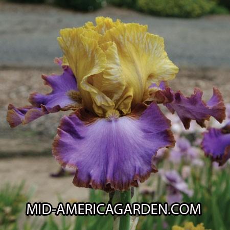 Photo of Tall Bearded Iris (Iris 'Men Are From Mars') uploaded by Calif_Sue
