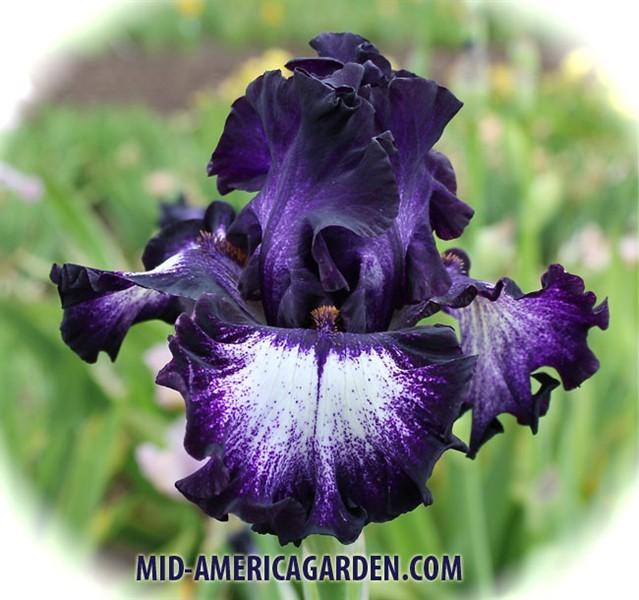 Photo of Tall Bearded Iris (Iris 'Midnight Velvet') uploaded by Calif_Sue