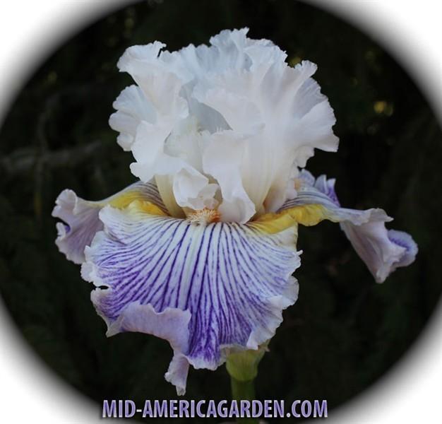 Photo of Tall Bearded Iris (Iris 'Pick-Up Line') uploaded by Calif_Sue