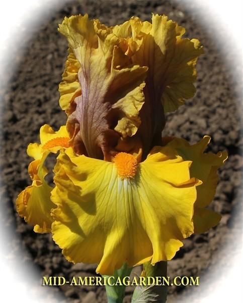 Photo of Tall Bearded Iris (Iris 'Overview') uploaded by Calif_Sue