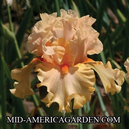 Photo of Tall Bearded Iris (Iris 'Peach Butter') uploaded by Calif_Sue