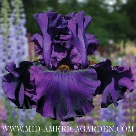 Photo of Tall Bearded Iris (Iris 'Murder Mystery') uploaded by Calif_Sue