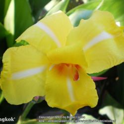 Location: Tenterfield NSW Australia
Date: 2015-01-16
Distinctive White Stripes on Yellow .. Bangkok Bloom