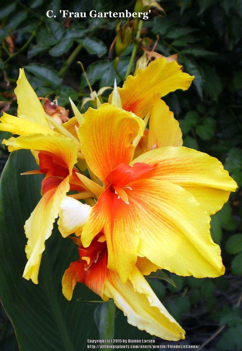 Photo of Canna Lily (Canna x generalis 'Frau Gartenburg') uploaded by FleudeLisCanna