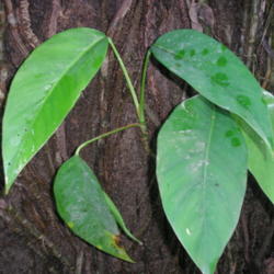 Location: Wa'a Wa'a Kipuka, Lower Puna, Hawai'i
Date: 4000-02-04
Juvenile leaves.