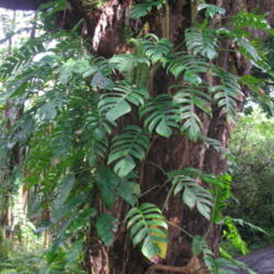 Location: Wa'a Wa'a Kipuka, Lower Puna, Hawai'i
Date: 4000-02-04
Mature plant.