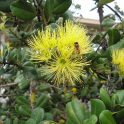 Location: Hilo, Hawai'i
Date: 4000-02-04
Bloom with an interested Honeybee.