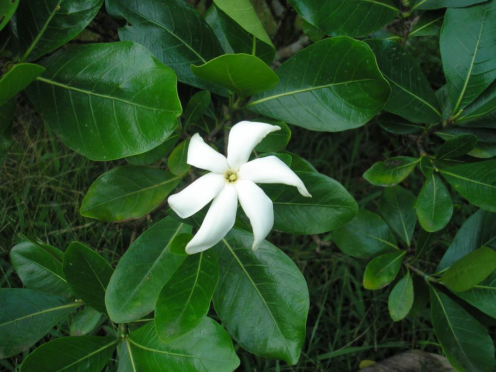 Photo of Hawaiian Gardenia (Gardenia remyi) uploaded by Metrosideros