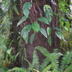 Location: Wa'a Wa'a Kipuka, Lower Puna, Hawai'i
Date: 4000-02-04
Juvenile plant.