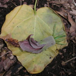 Location: HVNP, Kipuka Pua Ula.
Date: 4000-02-04
Flower & leaf copmparison.