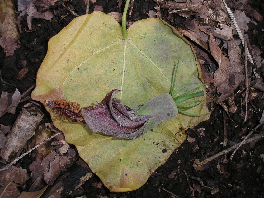Photo of Hau Kuahiwi (Hibiscadelphus giffardianus) uploaded by Metrosideros