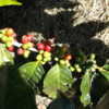 Ripening Coffee "Cherries".