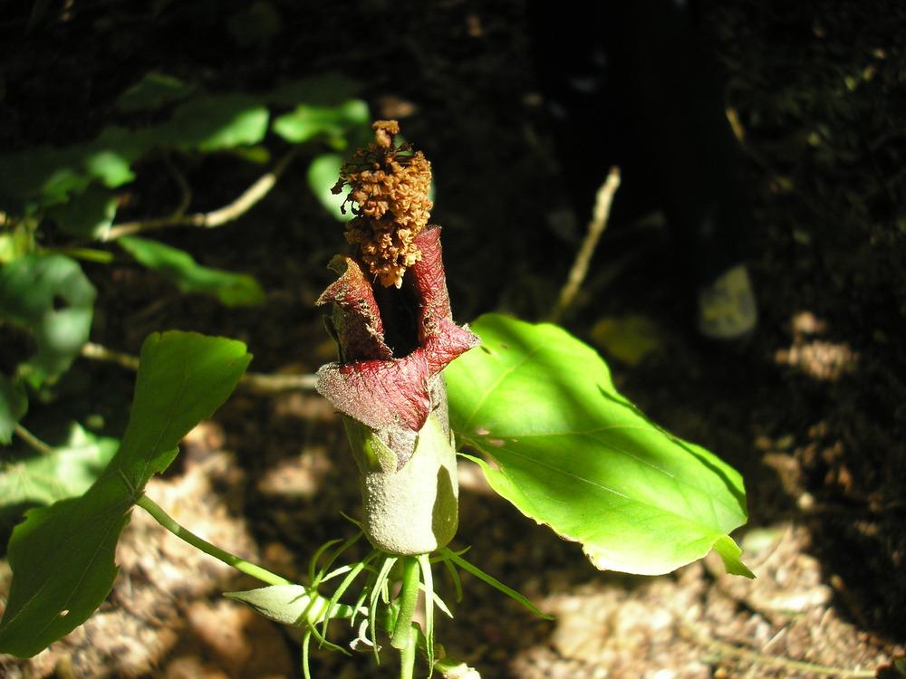 Photo of Hau Kuahiwi (Hibiscadelphus giffardianus) uploaded by Metrosideros