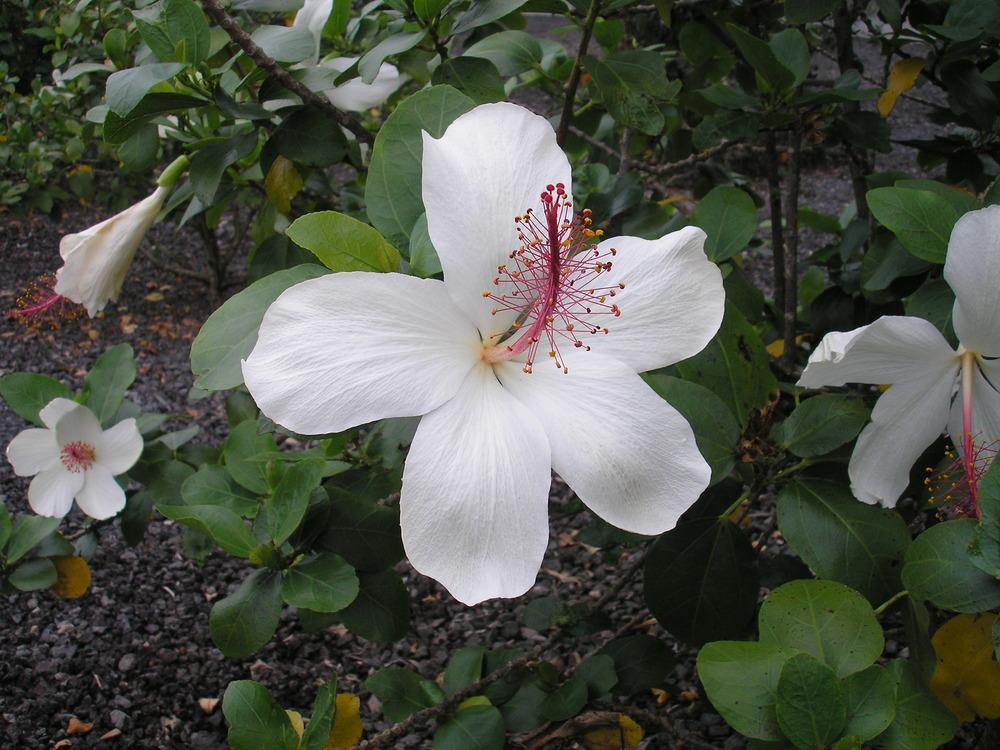 Photo of Hawaiian White Hibiscus (Hibiscus arnottianus) uploaded by Metrosideros