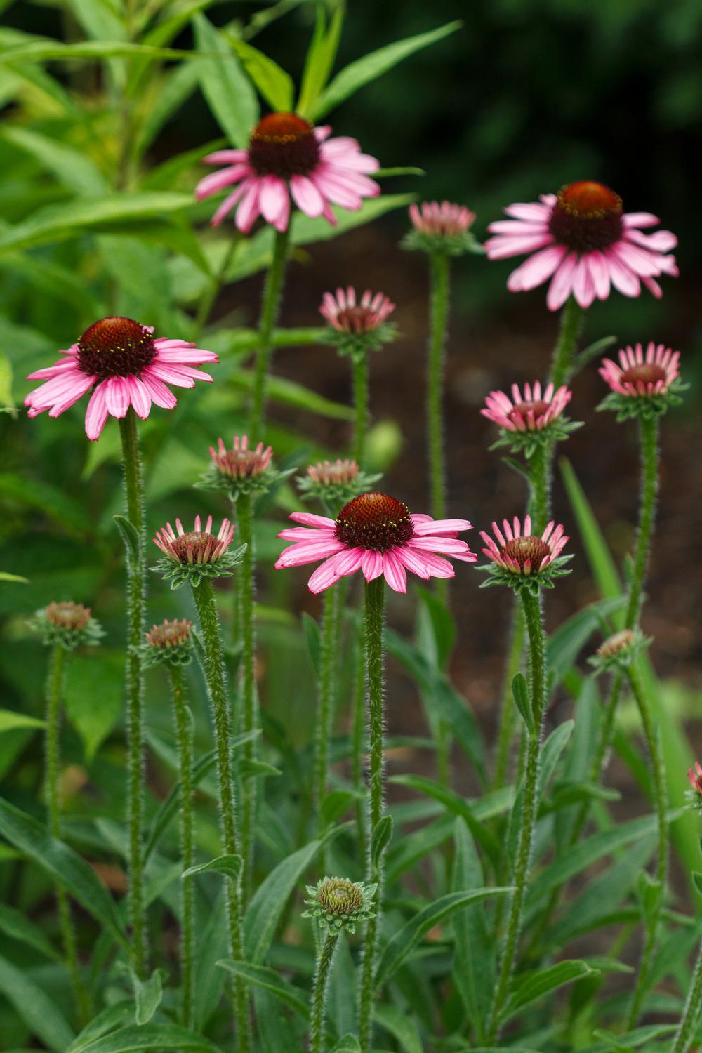 Photo of Coneflower (Echinacea Pixie Meadowbrite) uploaded by admin