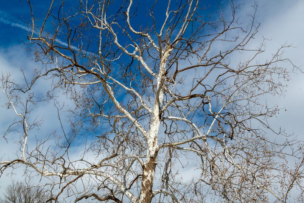 Photo of American Sycamore (Platanus occidentalis) uploaded by admin