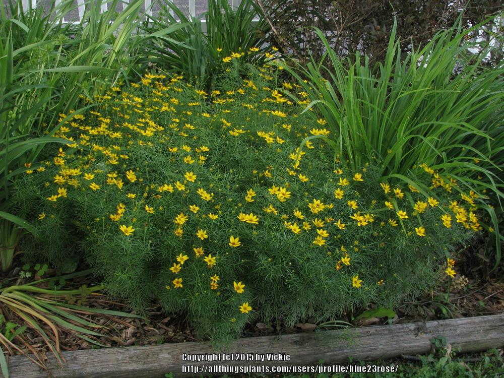 Photo of Tickseed (Coreopsis verticillata 'Zagreb') uploaded by blue23rose