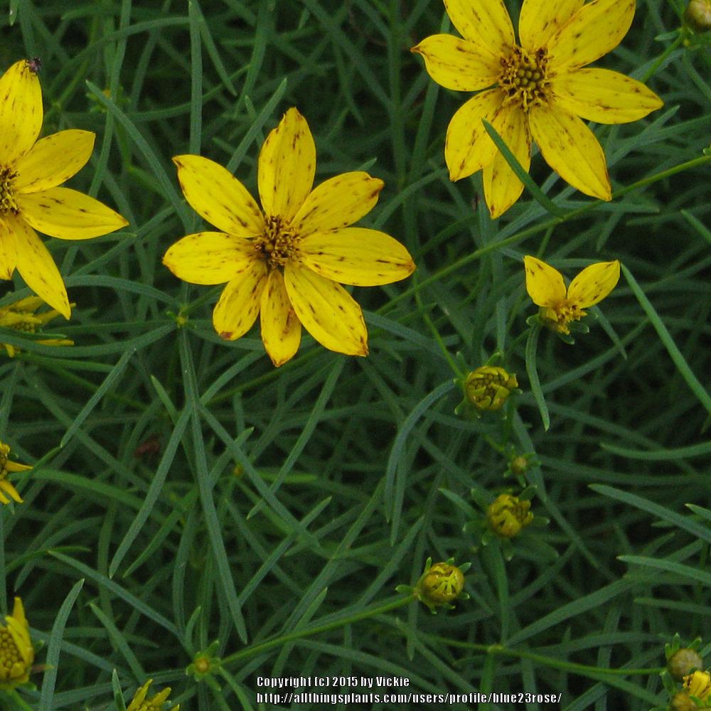 Photo of Tickseed (Coreopsis verticillata 'Zagreb') uploaded by blue23rose