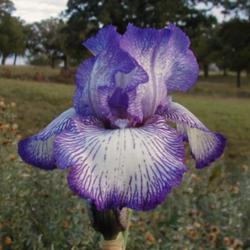 Location: north central Texas
Date: 2004-10-28
Reblooming in the fall