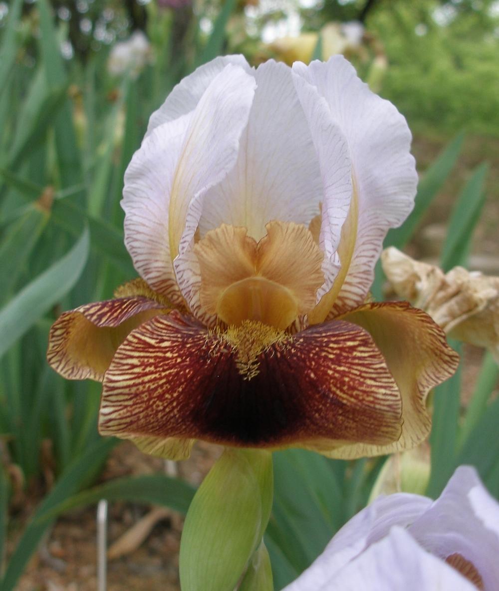 Photo of Arilbred Iris (Iris 'Aztec Prince') uploaded by needrain