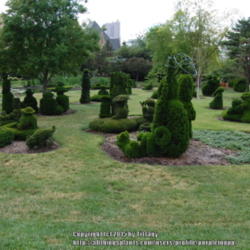 Location: Columbus, OH, downtown topiary park
Date: 2013-06-13
These topiaries are a 3-D representation of Seurat's famous paint