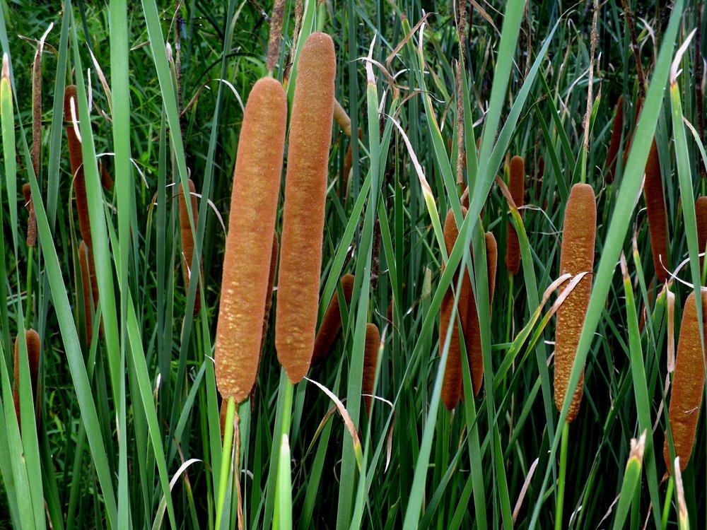 Photo of Cattail (Typha latifolia) uploaded by wildflowers