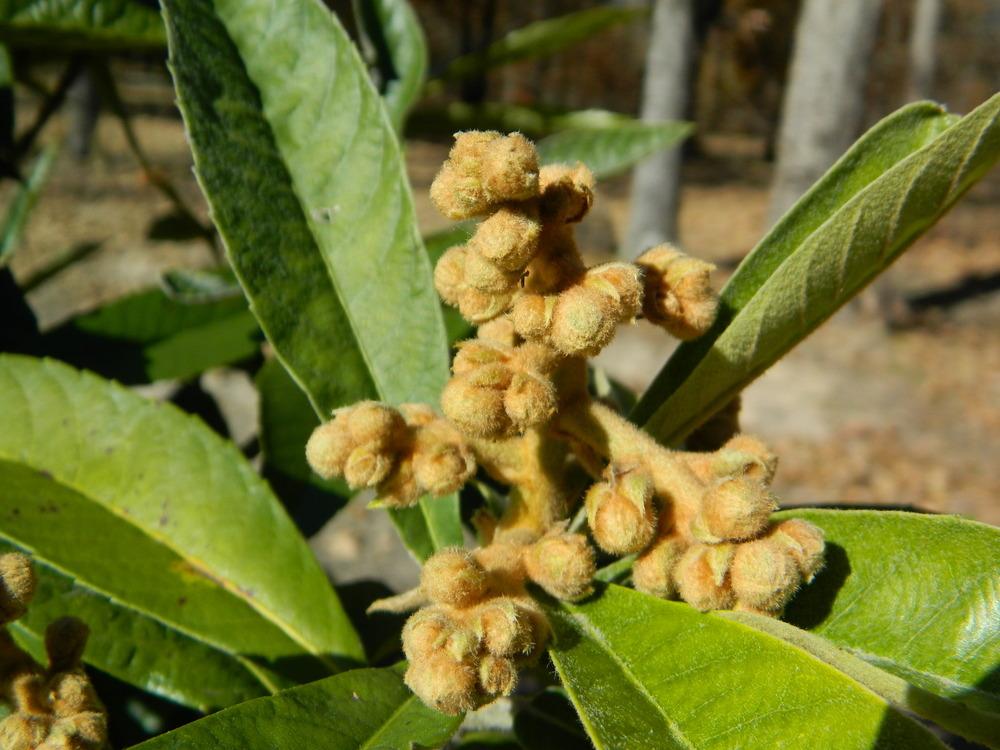 Photo of Loquat (Rhaphiolepis bibas) uploaded by wildflowers