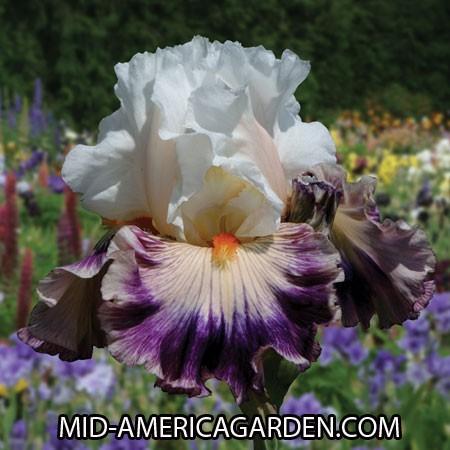 Photo of Tall Bearded Iris (Iris 'Pop Idol') uploaded by Calif_Sue