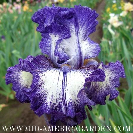 Photo of Tall Bearded Iris (Iris 'Rumor Has It') uploaded by Calif_Sue