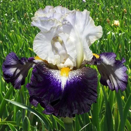 Photo of Tall Bearded Iris (Iris 'Publicity Stunt') uploaded by Calif_Sue