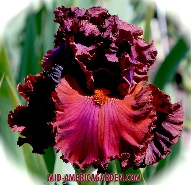 Photo of Tall Bearded Iris (Iris 'Ready for My Closeup') uploaded by Calif_Sue