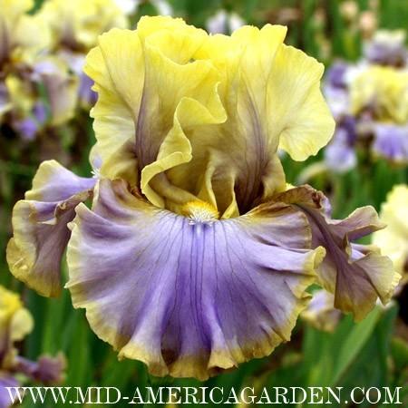 Photo of Tall Bearded Iris (Iris 'Repertoire') uploaded by Calif_Sue