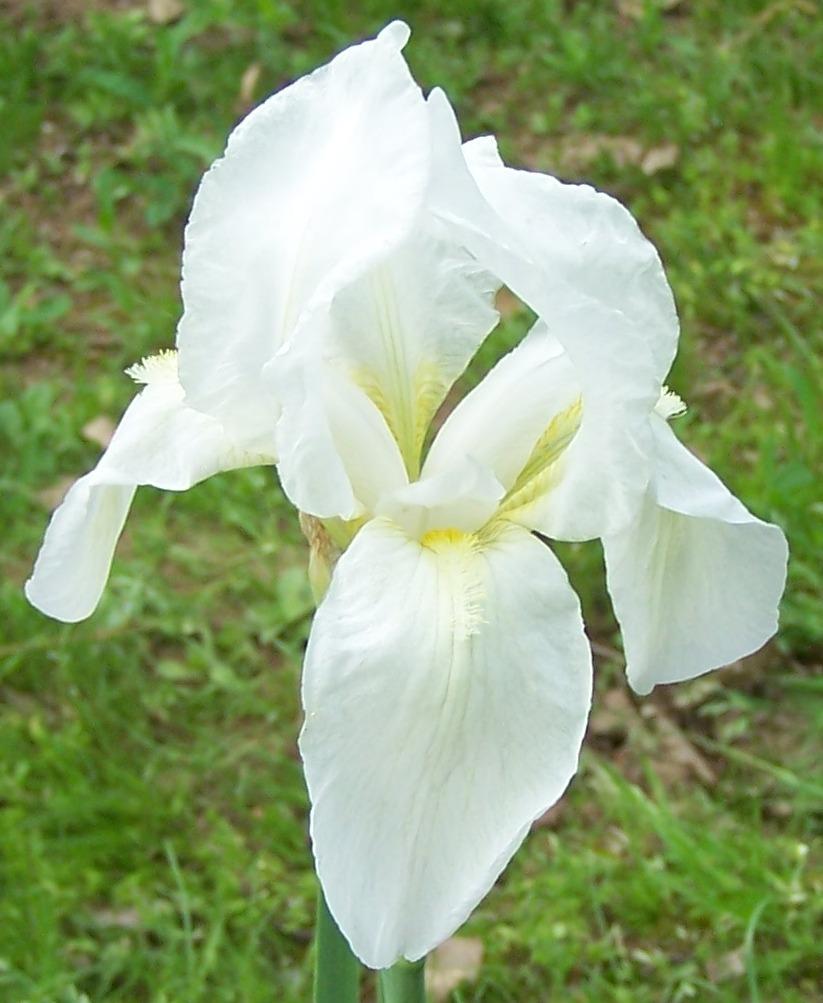 Photo of Species Iris (Iris albicans) uploaded by Calif_Sue
