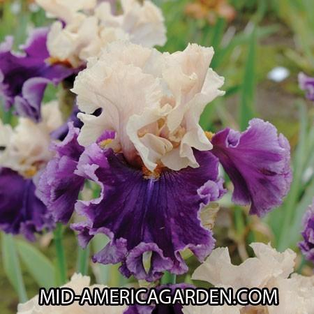 Photo of Tall Bearded Iris (Iris 'Roaring Twenties') uploaded by Calif_Sue