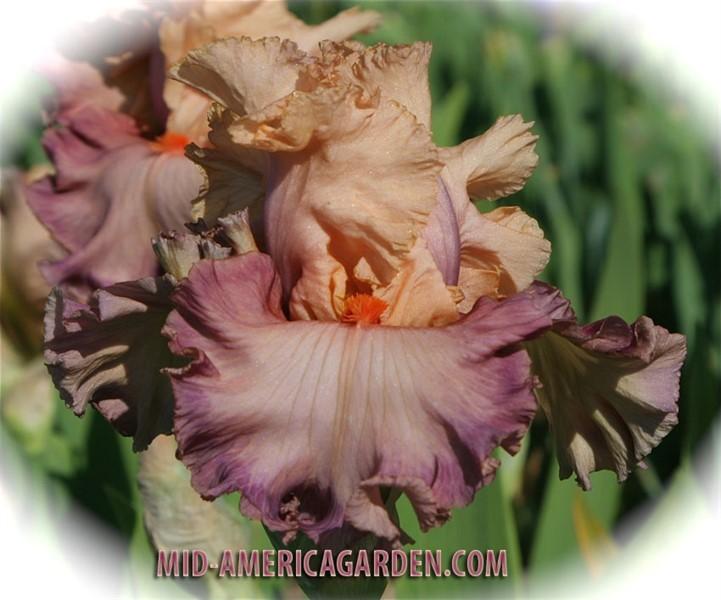 Photo of Tall Bearded Iris (Iris 'Poster Girl') uploaded by Calif_Sue