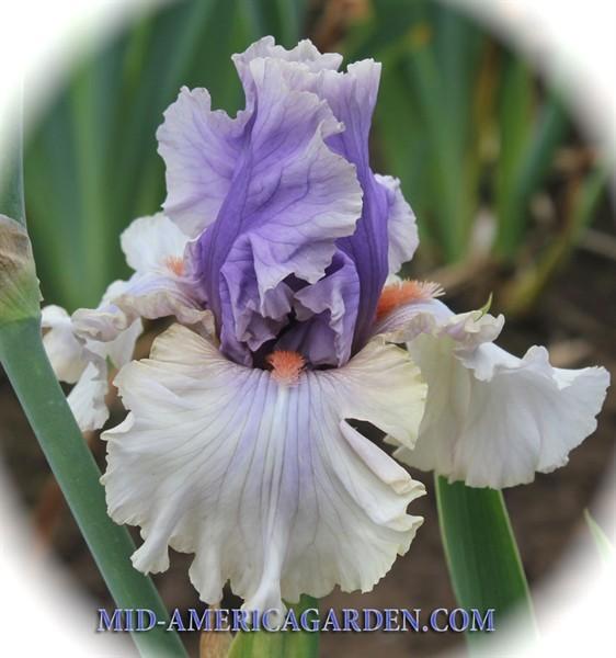 Photo of Tall Bearded Iris (Iris 'Pontificate') uploaded by Calif_Sue