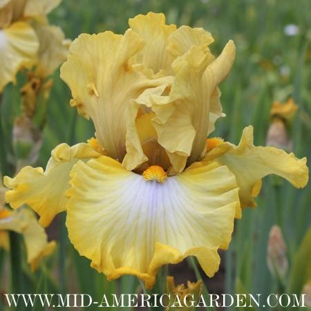 Photo of Tall Bearded Iris (Iris 'Scandinavian Gal') uploaded by Calif_Sue