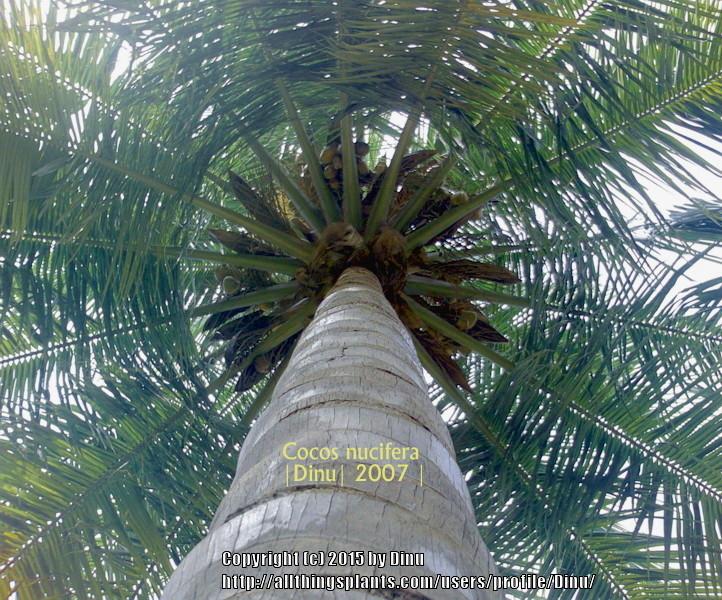Photo of Coconut Palm (Cocos nucifera) uploaded by Dinu