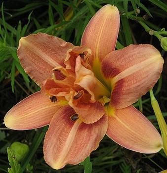 Photo of Daylily (Hemerocallis 'Crinkled Bouquet') uploaded by Joy