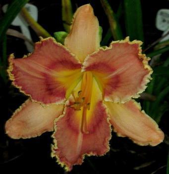 Photo of Daylily (Hemerocallis 'Interview with a Vampire') uploaded by Joy