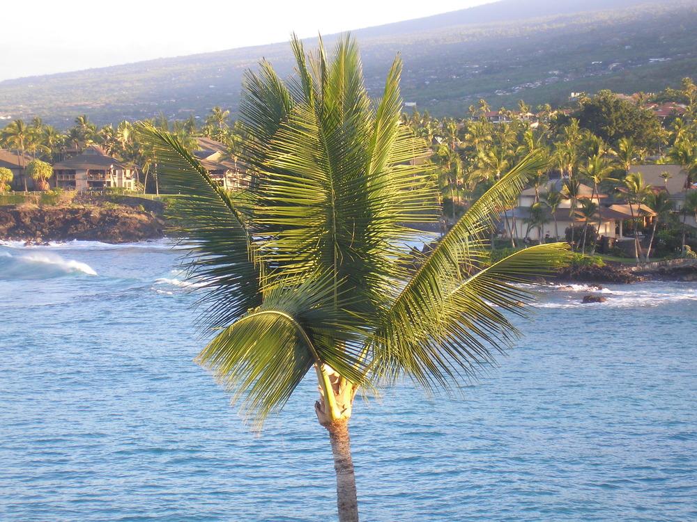 Photo of Coconut Palm (Cocos nucifera) uploaded by Metrosideros