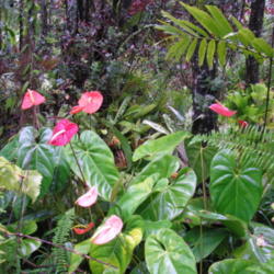 Location: Hawaiian Acres, Hawai'i
Date: 4000-02-05
A group of Anthurium hybrids.